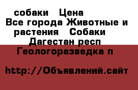 собаки › Цена ­ 2 500 - Все города Животные и растения » Собаки   . Дагестан респ.,Геологоразведка п.